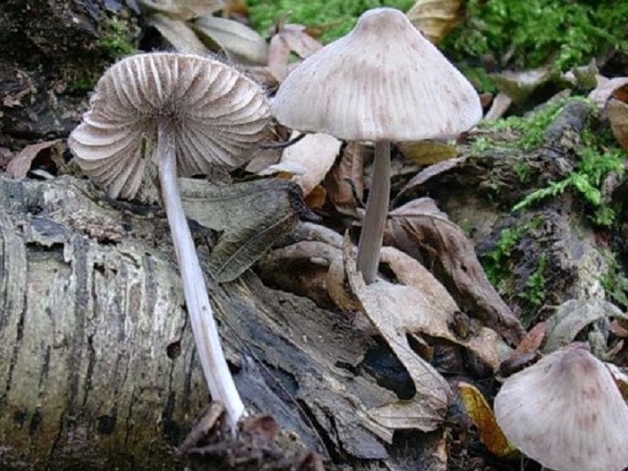 821 Ottobre vecchio ritrovamento